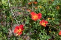 Rosa foetida var bicolor or austrian copper rose orange flowers