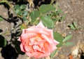 Rosa `Folklore` also marketed as `DICjana` and `Peaudouce`