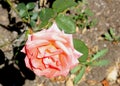 Rosa `Folklore` also marketed as `DICjana` and `Peaudouce`