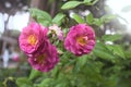 Rosa gallica in bloom Royalty Free Stock Photo