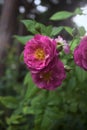 Rosa gallica in bloom Royalty Free Stock Photo