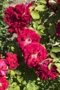 `Rosa gallica maxima` rosebush with red flowers