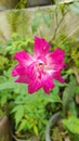 Rosa gallica, is a species of flowering plant in the rose family, native to southern and central Europe east to Turkey