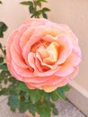 Rosa Gioia in my terrace Royalty Free Stock Photo