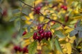 Rosa glauca deciduous red-leaved spiny shrub with red ripened fruits, redleaf rose branches with hips and leaves Royalty Free Stock Photo