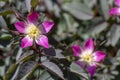 Rosa glauca rubrifolia red-leaved rose in bloom, beautiful ornamental redleaf flowering deciduous shrub, spring flowers