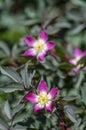 Rosa glauca rubrifolia red-leaved rose in bloom, beautiful ornamental redleaf flowering deciduous shrub, spring flowers