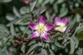 Rosa glauca rubrifolia red-leaved rose in bloom, beautiful ornamental redleaf flowering deciduous shrub, spring flowers