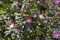 Rosa glauca rubrifolia red-leaved rose in bloom, beautiful ornamental redleaf flowering deciduous shrub, spring flowers