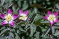 Rosa glauca rubrifolia red-leaved rose in bloom, beautiful ornamental redleaf flowering deciduous shrub, spring flowers