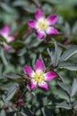 Rosa glauca rubrifolia red-leaved rose in bloom, beautiful ornamental redleaf flowering deciduous shrub, spring flowers