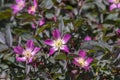 Rosa glauca rubrifolia red-leaved rose in bloom, beautiful ornamental redleaf flowering deciduous shrub, spring flowers