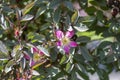 Rosa glauca rubrifolia red-leaved rose in bloom, beautiful ornamental redleaf flowering deciduous shrub, spring flowers