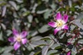 Rosa glauca rubrifolia red-leaved rose in bloom, beautiful ornamental redleaf flowering deciduous shrub, spring flowers Royalty Free Stock Photo