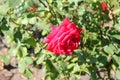 Rosa `Kardinal, Hybrid tea rose cultivar