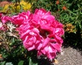 Rosa Knockout Roses