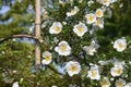 Rosa laevigata flowers Royalty Free Stock Photo