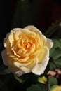 Rosa Lily Pons (Hybrid Tea Rose)