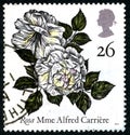 Rosa Madame Alfred Carriere UK Postage Stamp