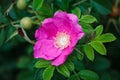 Rosa majalis, Rose hip flower grows on sunny summer day with green leaves