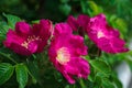 Rosa majalis, Rose hip flower grows on a sunny summer day