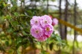 Rosa moschata or musk rose flower close up Royalty Free Stock Photo