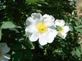 Rosa multiflora Japanese rose. Small group of wild multiflora roses Royalty Free Stock Photo