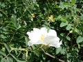 Rosa multiflora Japanese rose. Small group of wild multiflora roses Royalty Free Stock Photo