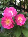 Rosa multiflora Thunb. var. carnea Thory. Blooming by the pond.