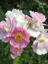 Rosa multiflora Thunb. var. carnea Thory Sweet Shooting in spring