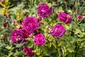 Rosa 'Munstead Wood' (Ausbernard). A deep crimson English rose bred by David Austin. Royalty Free Stock Photo