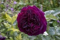 Closeup Rose `Munstead Wood`/Rosa `Ausbernard`