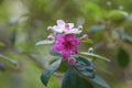 Pink flowers Rosa myrtle Rhodomyrtus tomentosa on a blurred green background. Selective focus