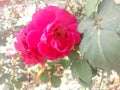 Rosa Oklahoma