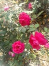 Rosa Oklahoma