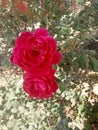 Rosa Oklahoma