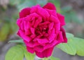 Rosa `Papa Meilland`, Hybrid tea rose Royalty Free Stock Photo