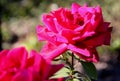 Rosa `Papa Meilland`, Hybrid tea rose Royalty Free Stock Photo