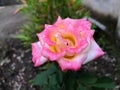 Rosa Peace flower, a Hybrid Tea Rose that blooms Royalty Free Stock Photo