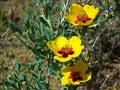 Rosa persica yellow flowers