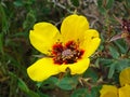 Rosa persica yellow flowers , desert flora