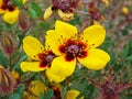 Rosa persica yellow flowers , desert flora