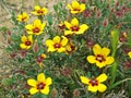 Rosa persica yellow flowers , desert flora