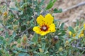 Rosa persica flower