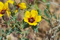 Rosa persica yellow flower