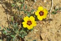 Rosa persica yellow flower on desert floor