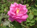 Rosa 'Pink Flower Carpet' flower