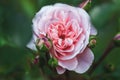 Rosa Pirouette - apricot pink rose bred by Olesen, flower against green leaves Royalty Free Stock Photo