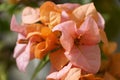 Rosa Preciosa, a pink and orange color of bougainvillea flower