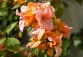 Rosa Preciosa, a pink and orange color of bougainvillea flower